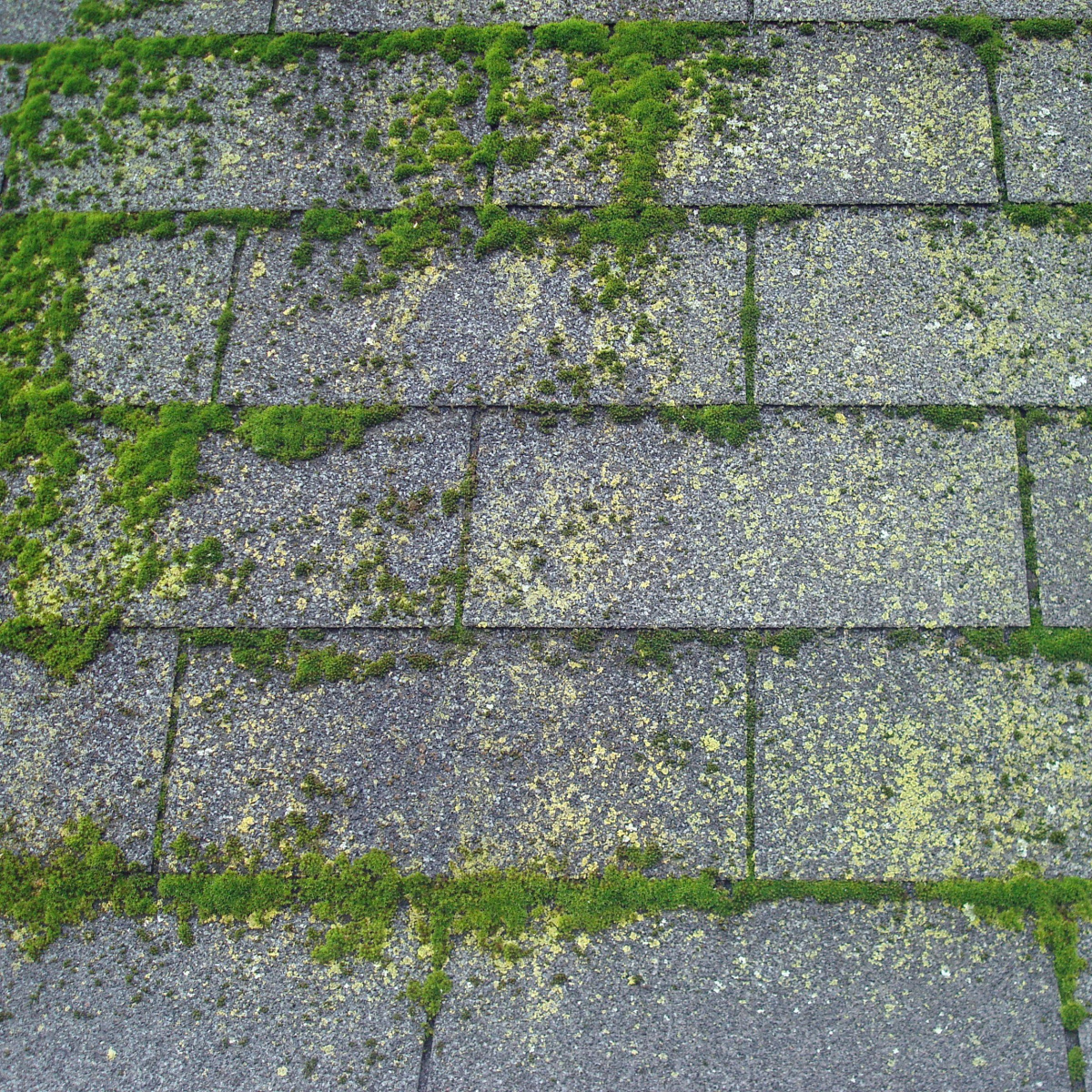 A roof overtaken by moss and in need of a Katy roof replacement from a trusted Katy roofing contractor.