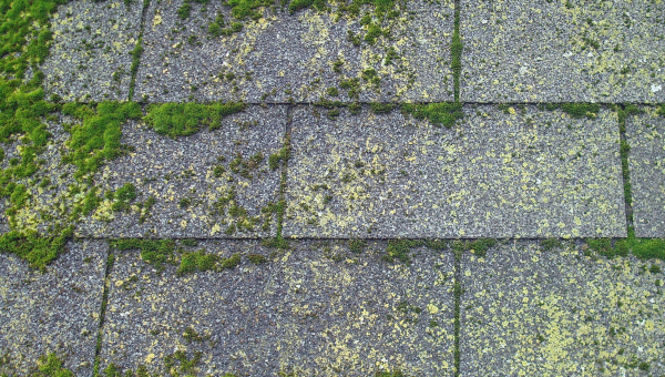 Does Your Roof Have Moss or Algae? You Might Need a Katy Roof Replacement