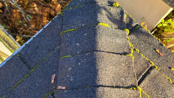 The Pros and Cons of Getting a Cypress Roof Replacement During Different Seasons