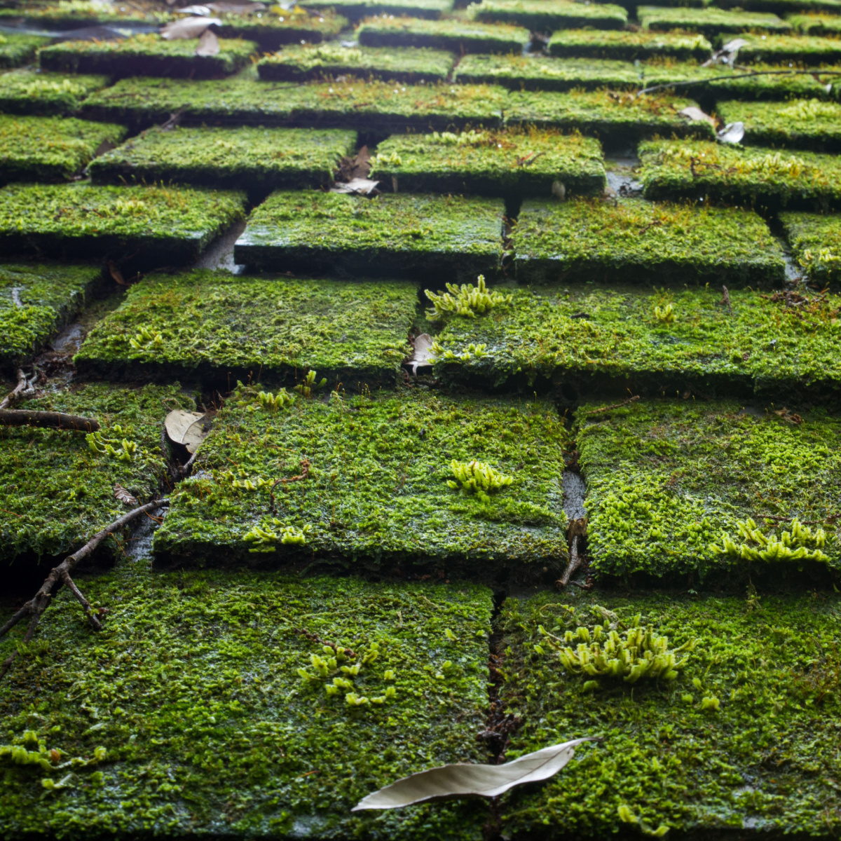 Watch out for these signs you are in need of a Castlebridge Point roof replacement.