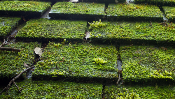 Common Warning Signs You Need a Castlebridge Point Roof Replacement